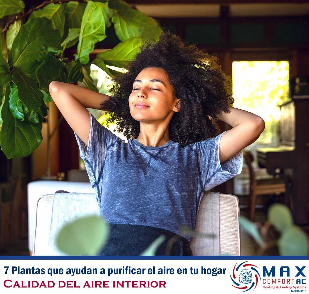 7 Plantas Que Ayudan A Purificar El Aire En Tu Hogar